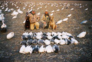 Dave 36 birds