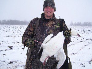 Another baned snow goose