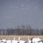 This was taken when there were 1.4 million snow geese on the refuge. When they were leaving the refuge it is an incredible sight. The sky was literally full of birds.