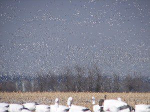 This was taken when there were 1.4 million snow geese on the refuge. When they were leaving the refuge it is an incredible sight. The sky was literally full of birds.