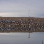 Pond Spread