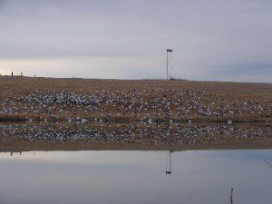 Pond Spread