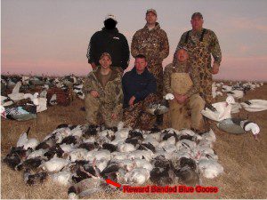 These hunters shot 69 snow geese and a double banded on a blue goose. One regular leg band and a $20 reward band.