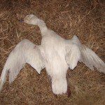 Here is an odd adult snow goose that is missing the black wing tip. This is only the second bird we have shot with pure white wings.