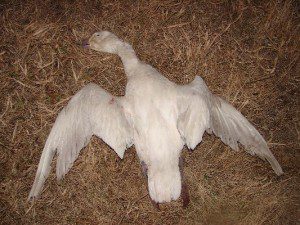 Here is an odd adult snow goose that is missing the black wing tip. This is only the second bird we have shot with pure white wings.