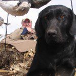 Savannah waiting for the next flock of migrating snow geese so she can go to work. .