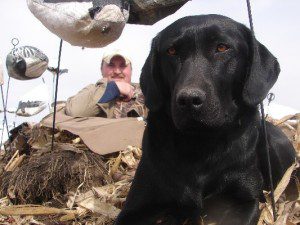 Savannah waiting for the next flock of migrating snow geese so she can go to work. .