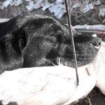 Savannah using resting her head on a down feather pillow after a long day of retrieving snow geese.