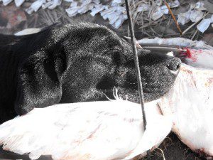Savannah using resting her head on a down feather pillow after a long day of retrieving snow geese.