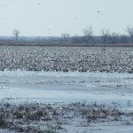 Another view of Squaw Creek when it is stack full of birds.