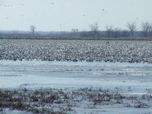 Another view of Squaw Creek when it is stack full of birds.