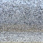 South Dakota Roost