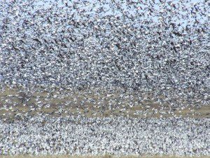 South Dakota Roost