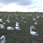 Decoy set in winter wheat on a Missouri snow goose hunt