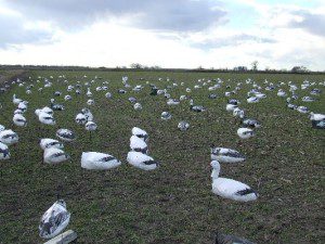 Decoy set in winter wheat on a Missouri snow goose hunt