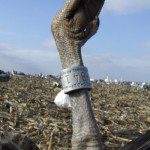 Leg Band
