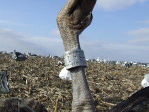 Leg Band
