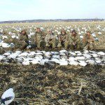 Lesser snow geese