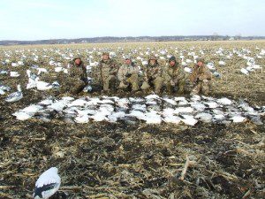 Lesser snow geese