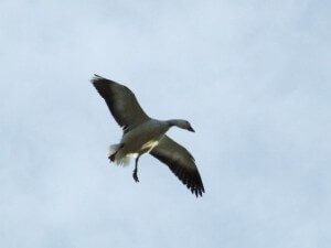 These next several pictures are taken on a South Dakota Snow Goose Hunt in which my guide was hunting by himself and had a 20 bird limit. He then got out the camera and took pictures as flock after flock of migrating snow geese worked to point blank range. Here a single hovers over the blind at 20 yards