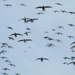 South Dakota Snow Goose Hunting