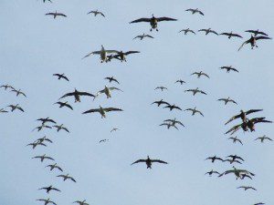 South Dakota Snow Goose Hunting
