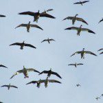 South Dakota Snow Goose Hunts