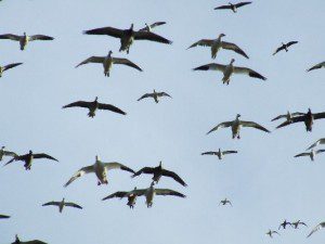 South Dakota Snow Goose Hunts