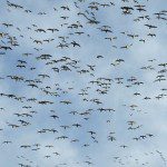 Hunting Snow Geese in South Dakota