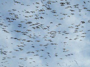 Hunting Snow Geese in South Dakota