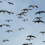 South Dakota Snow Goose Hunting Pictures