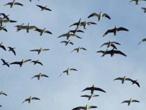 South Dakota Snow Goose Hunting Pictures