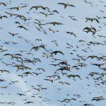 South Dakota Snow Goose Hunting