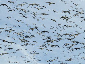 South Dakota Snow Goose Hunting