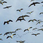 South Dakota hunting in a snow goose decoy spread