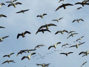 South Dakota hunting in a snow goose decoy spread