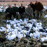These guys didn't do all that good in the morning. About 3pm until 5pm it was non-stop action ending the day with an even 100 snow geese.