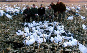 These guys didn't do all that good in the morning. About 3pm until 5pm it was non-stop action ending the day with an even 100 snow geese.