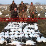 Here in another South Dakota snow goose hunt. The two birds in the front were shot out of the same flock and had consecutive band numbers.