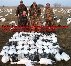 Here in another South Dakota snow goose hunt. The two birds in the front were shot out of the same flock and had consecutive band numbers.