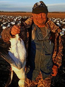Banded Snow Goose... one of only 4 which is a very poor band year. On an average year we shoot about 10-20 banded birds and a good year we have shot over 25 banded snow geese. There are good and bad year but they average out over time.