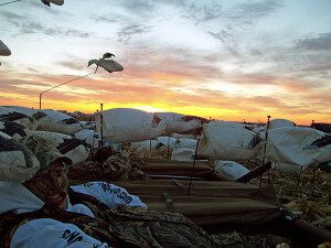 Spring Snow Goose Hunts 2014_015