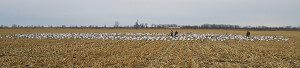 Spring Snow Goose Hunts 2014_020