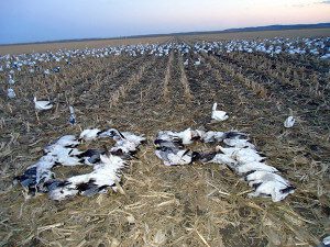 Spring Snow Goose Hunts 2014_029