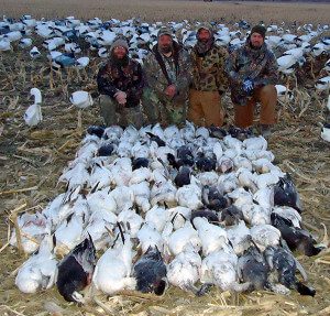 One of the best days during the 2014 spring snow goose season. This was in Missouri.