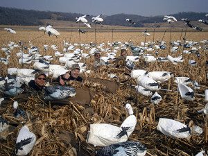 Spring Snow Goose Hunting