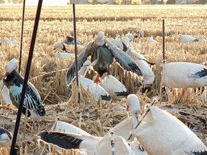 Pictures of the spread after the ice storm in Arkansas. It crippled us as there was no way practical way to get the ice off the decoys or get them out of the ground. We just had to wait for it to warm up.