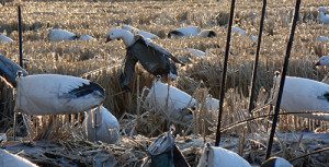 Spring Snow Goose Hunts 2014_046