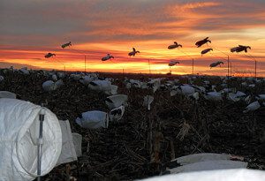 Spring Snow Goose Hunts 2014_053
