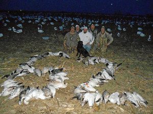 Snow Goose hunting in the corn fields of Missouri.